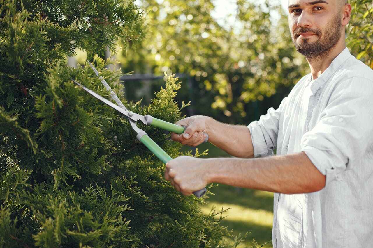 Trusted Paisley, FL Tree Service Experts